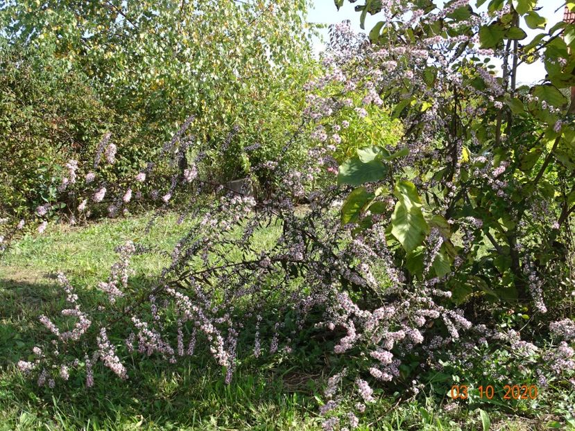 aster Lady in Black - Dobarland 2020 6