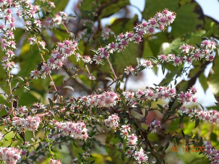 aster Lady in Black - Dobarland 2020 6
