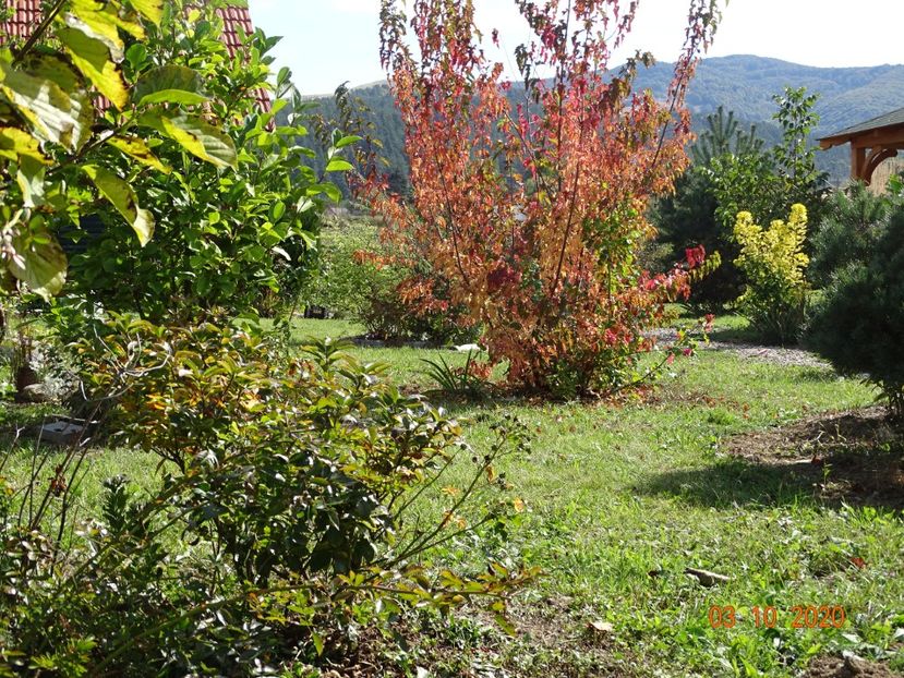 acer tataricum - Dobarland 2020 6