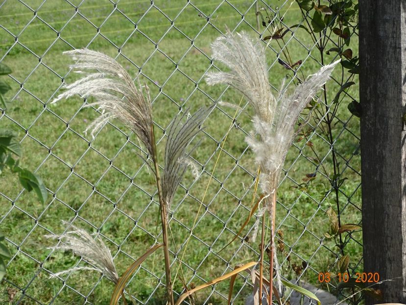 miscanthus sinensis Memory - Dobarland 2020 6