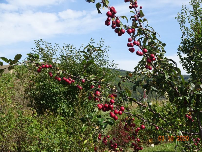 malus floribunda - Dobarland 2020 6