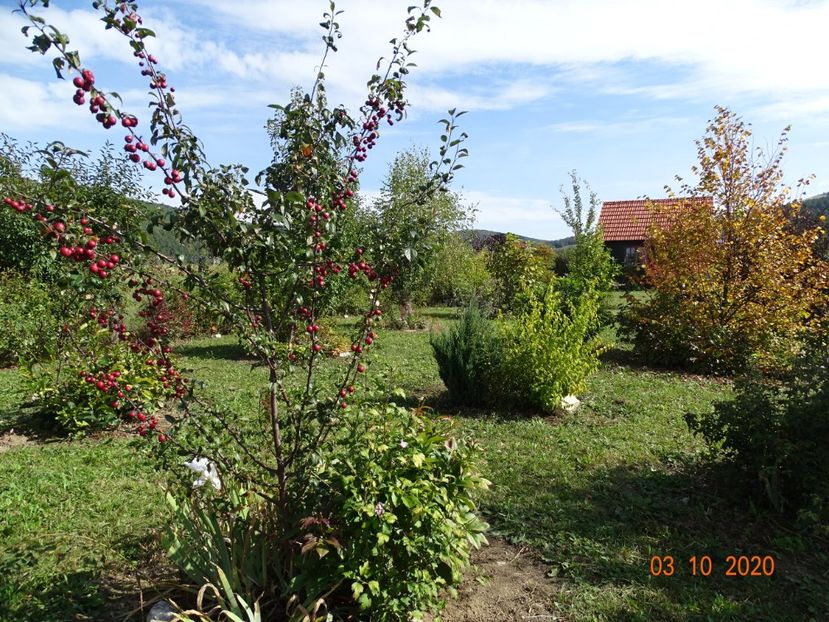 malus floribunda - Dobarland 2020 6