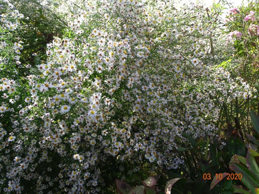aster din padure - Dobarland 2020 6