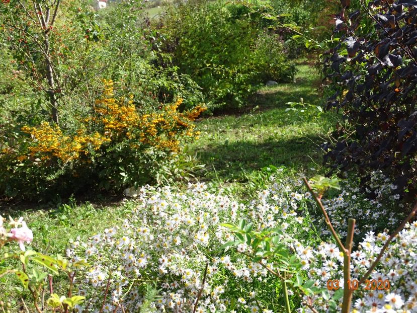 pyracantha Soleil d'Or - Dobarland 2020 6