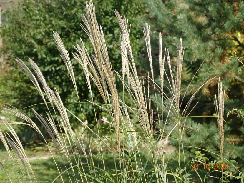 miscanthus sinensis Adagio - Dobarland 2020 6