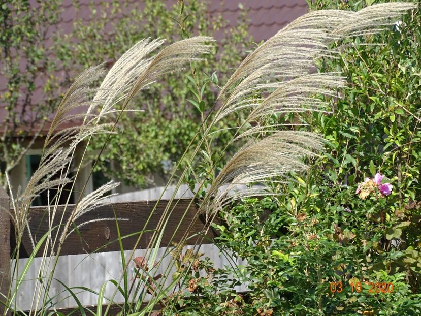 miscanthus sinensis Grosse Fontane - Dobarland 2020 6