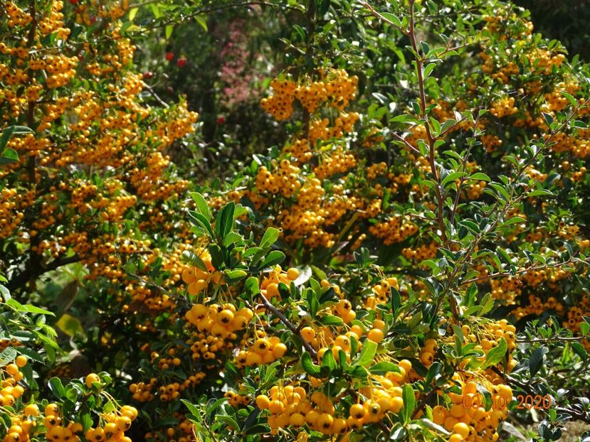 pyracantha Soleil d'Or - Dobarland 2020 6