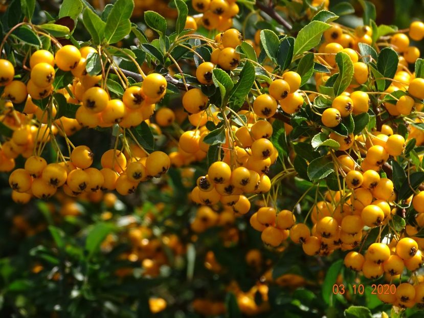 pyracantha Soleil d'Or - Dobarland 2020 6