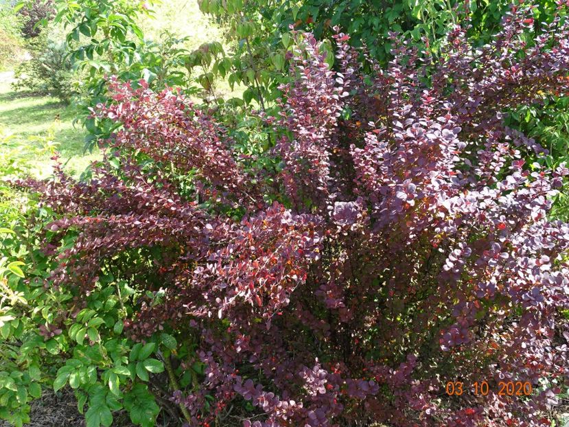 berberis Orange Rocket - Dobarland 2020 6