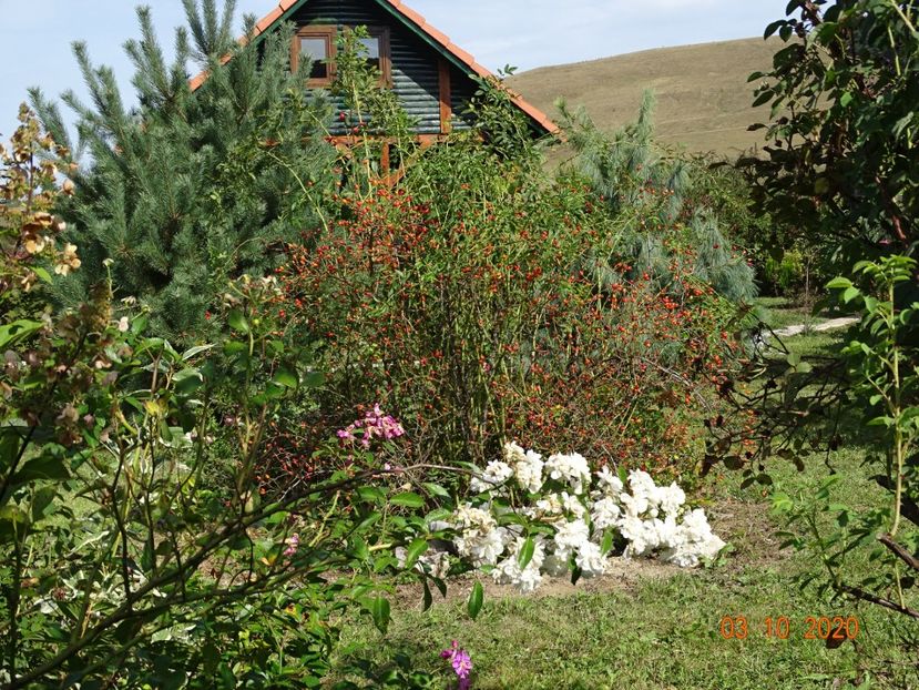 Francine Austin - Dobarland 2020 6