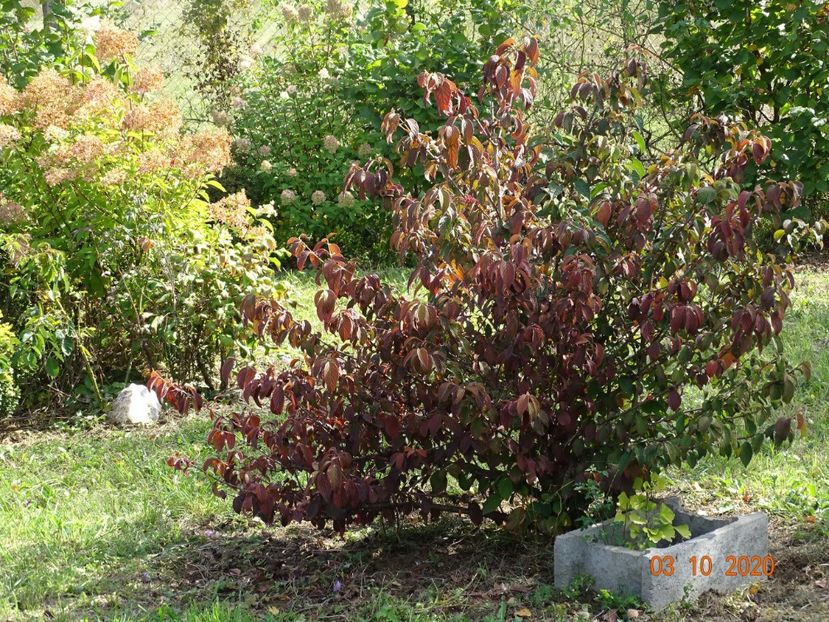 viburnum tomentosum - Dobarland 2020 6