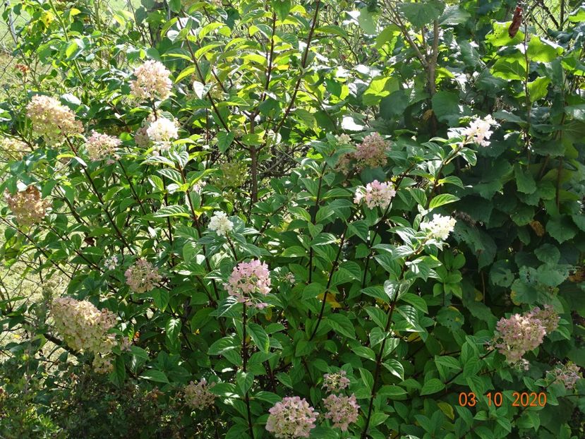 hydrangea pan. Sundae Fraise - Dobarland 2020 6