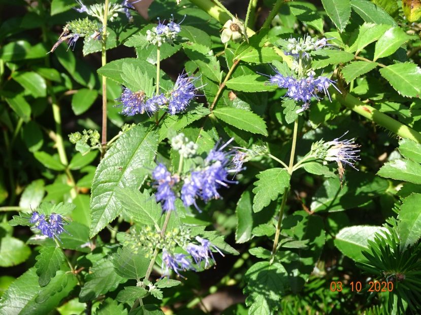 caryopteris clandonenis - Dobarland 2020 6