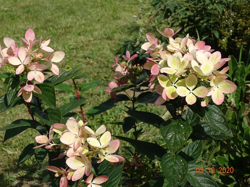 hydrangea pan. Chamaeleon - Dobarland 2020 6