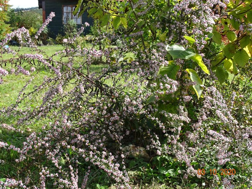 aster Lady in Black - Dobarland 2020 6