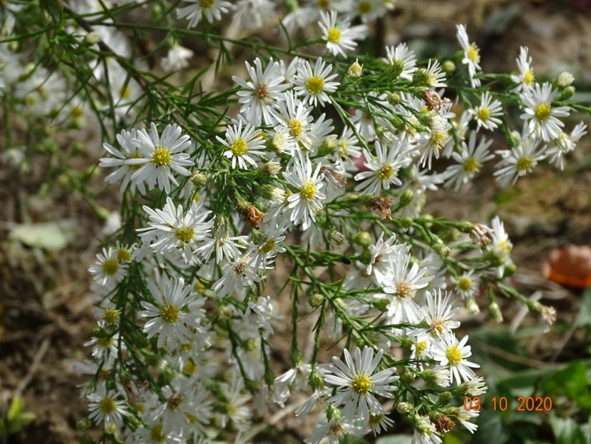 aster pringlei Monte Cassino - Dobarland 2020 6