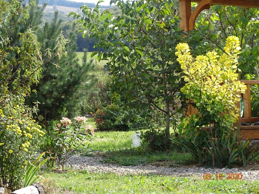 cotinus coggyria Golden Spirit - Dobarland 2020 6