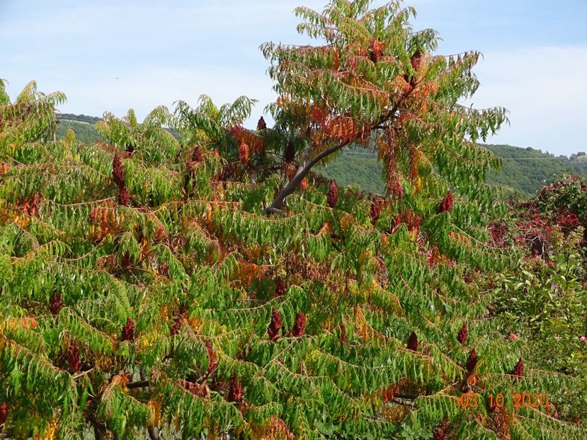 rhus typhina - Dobarland 2020 6