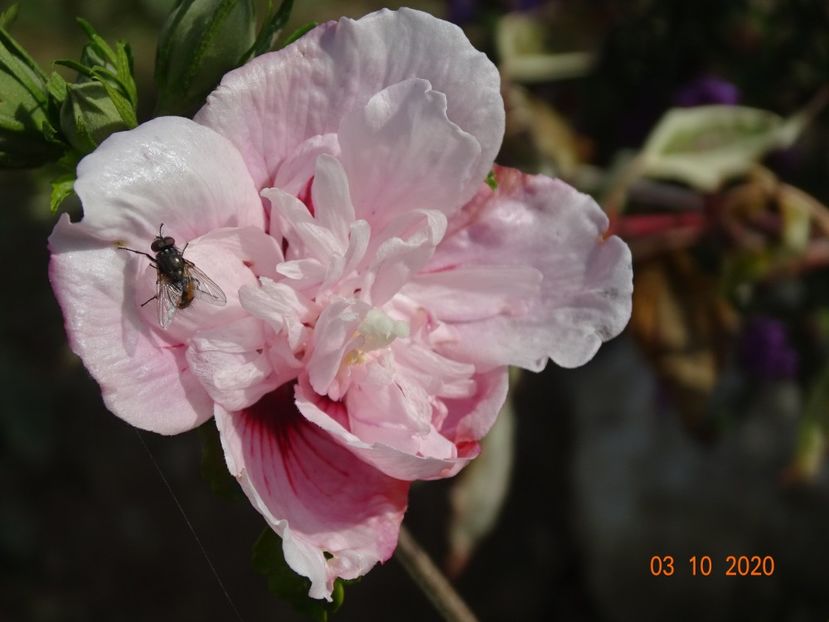 hibiscus syriacus Pink Chiffon - Dobarland 2020 6