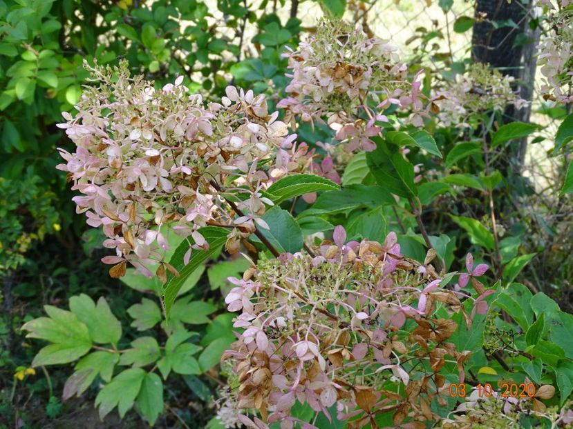 hydrangea pan. Limelight - Dobarland 2020 6