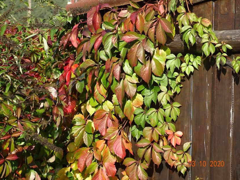 parthenocissus Red Wall - Dobarland 2020 6