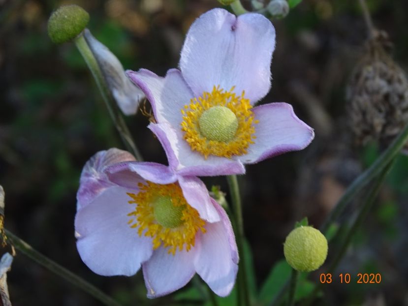 anemone hupehensis - Dobarland 2020 6