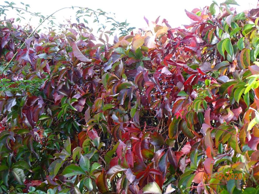 parthenocissus quinquefolia - Dobarland 2020 6