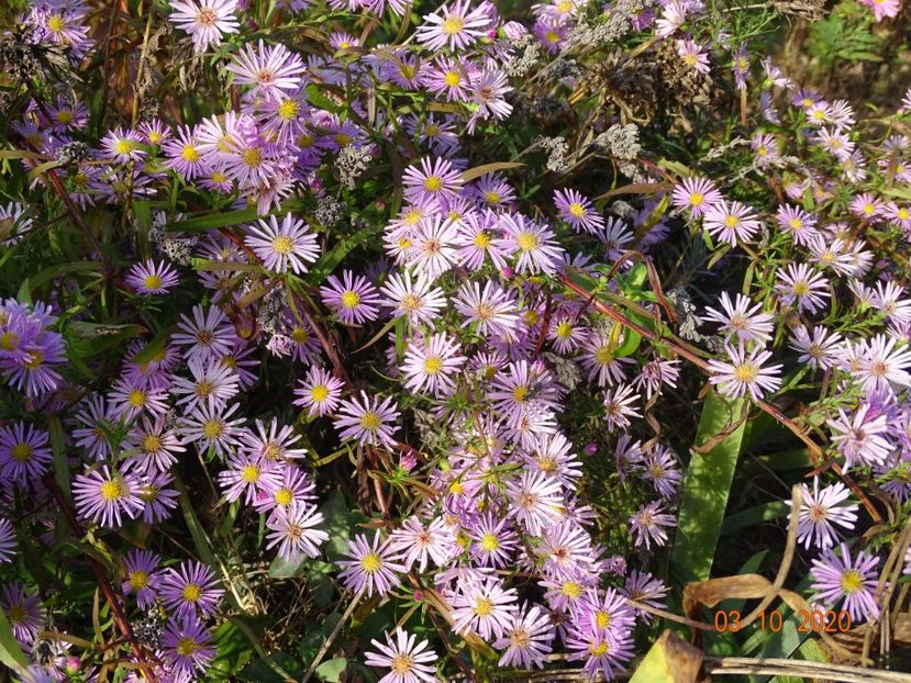 aster ericoides Esther - Dobarland 2020 6