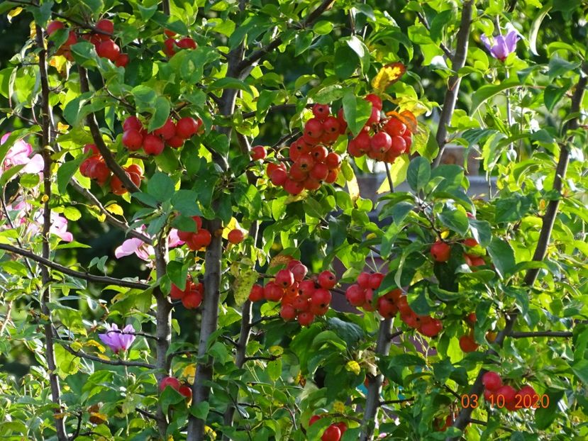 malus Red Sentinel - Dobarland 2020 6