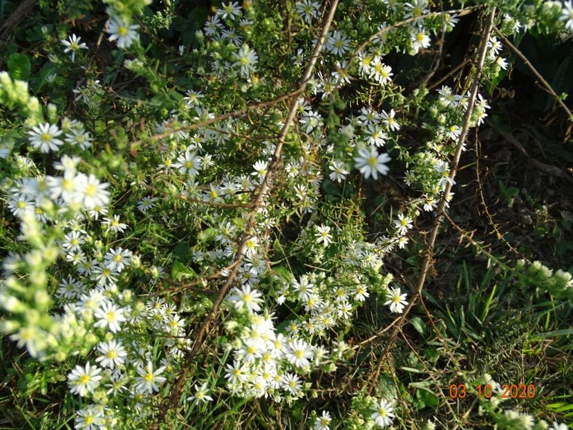 aster ericoides Schneetanne - Dobarland 2020 6