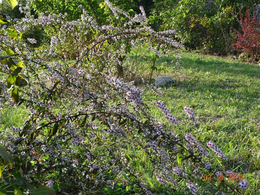 aster Lady in Black - Dobarland 2020 6