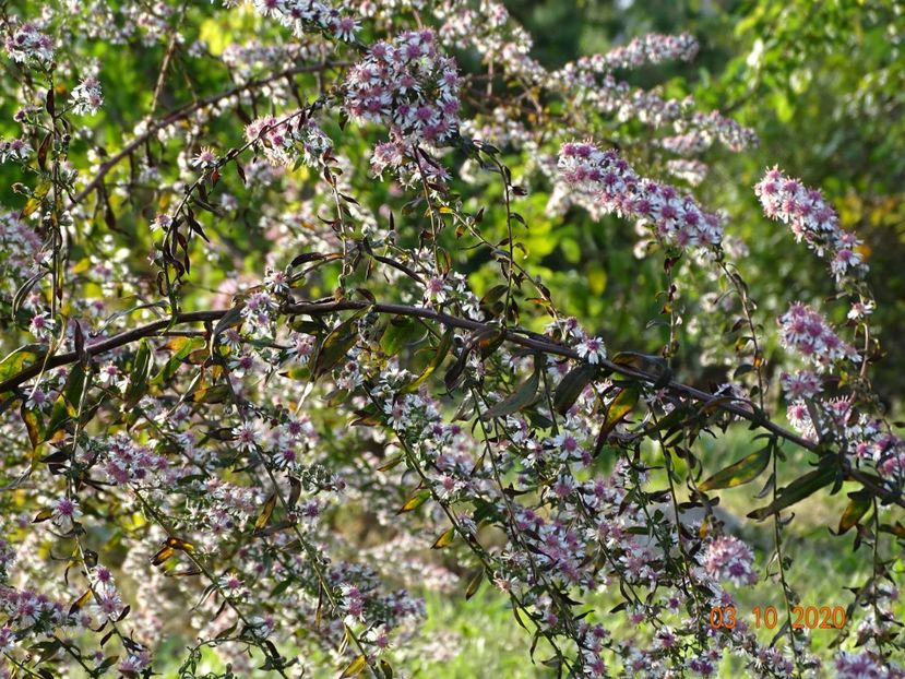 aster Lady in Black - Dobarland 2020 6