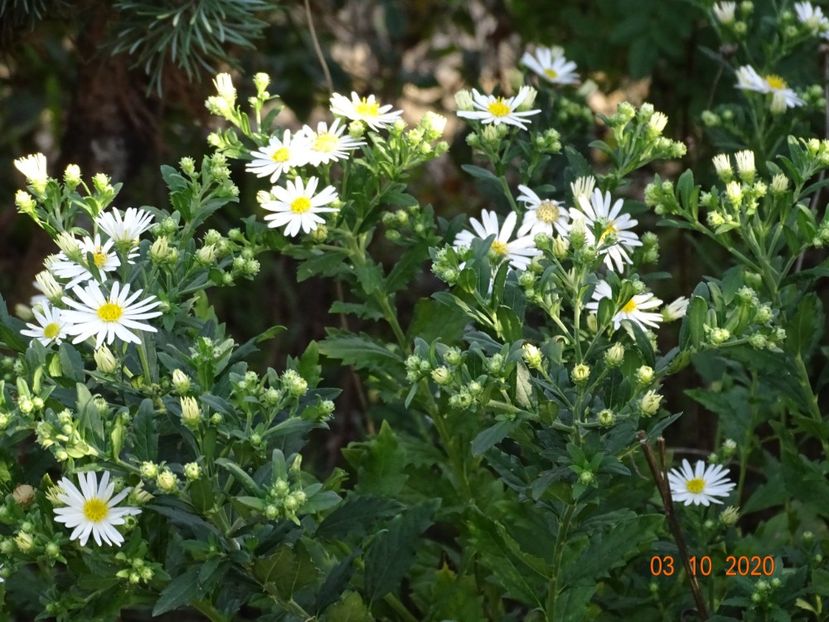 aster ageratoides Ashvi - Dobarland 2020 6