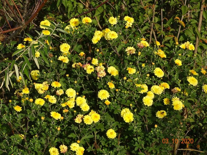 chrysanthemum Nantyderry Sunshine - Dobarland 2020 6