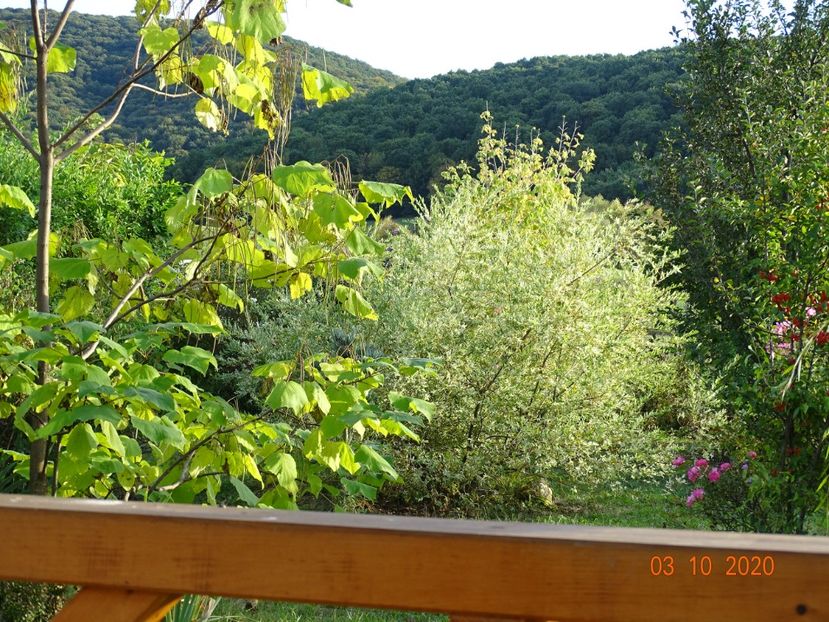 salix Hakuro Nishiki - Dobarland 2020 6