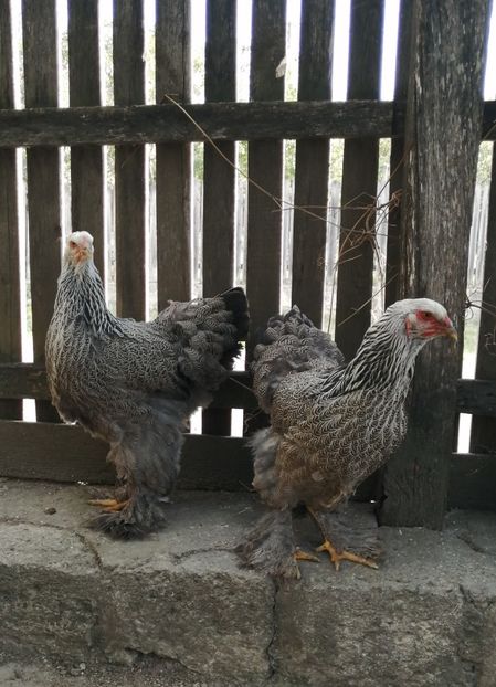  - Brahma potarnichiu albastru silver Orange bobat si HI
