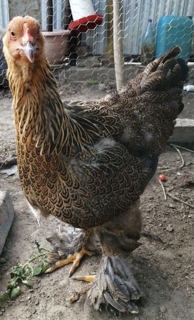  - Brahma potarnichiu albastru silver Orange bobat si HI