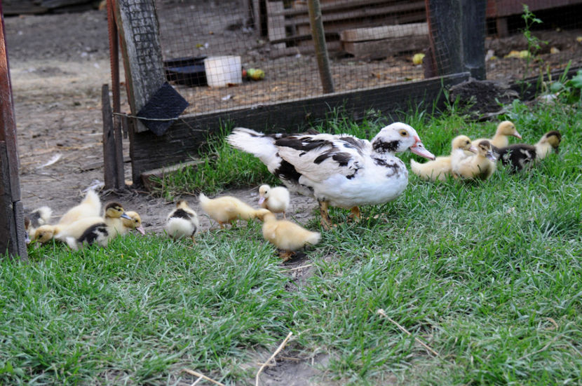  - 04 Rate lesesti 2020