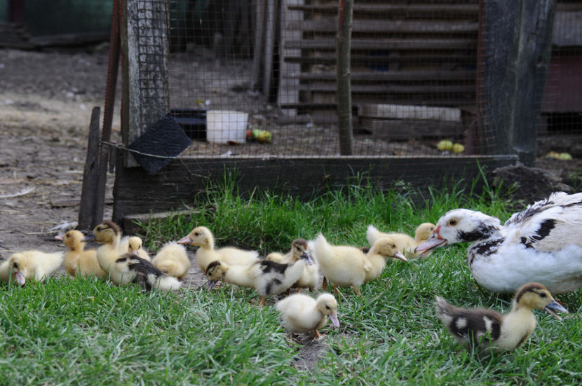  - 04 Rate lesesti 2020