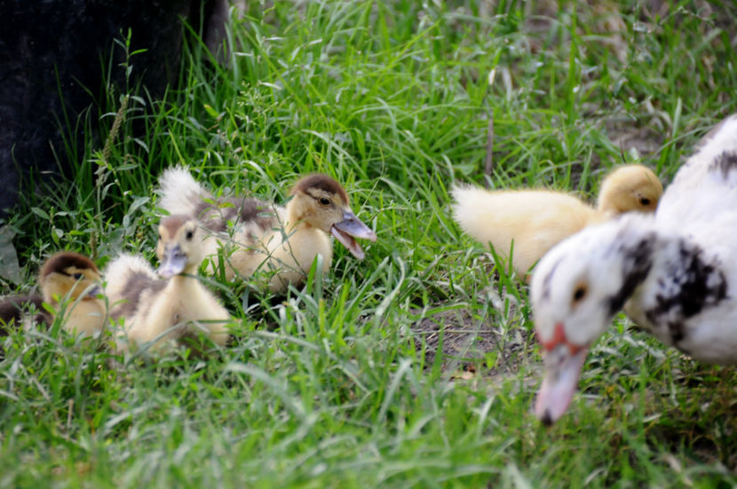  - 04 Rate lesesti 2020