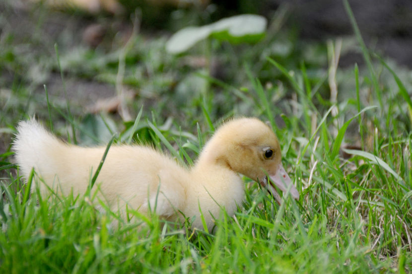  - 04 Rate lesesti 2020