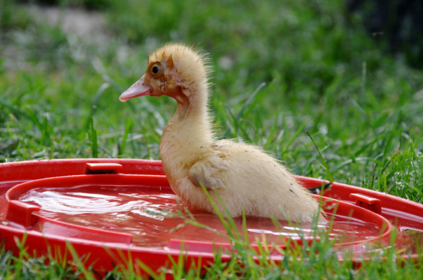  - 04 Rate lesesti 2020