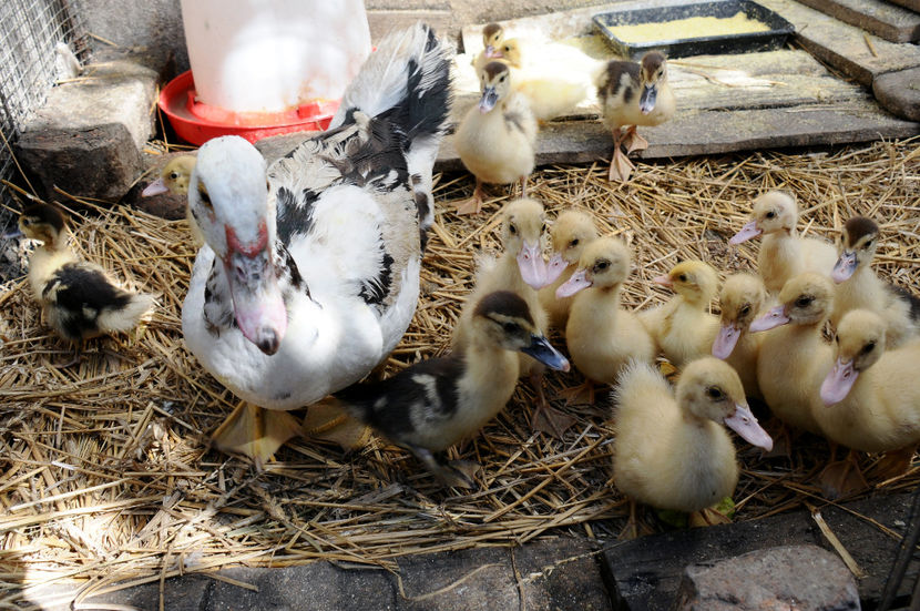  - 04 Rate lesesti 2020