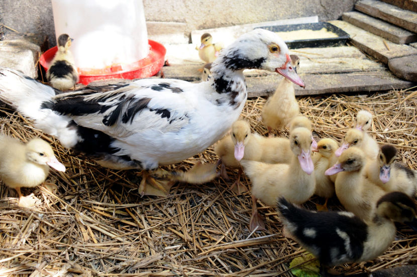  - 04 Rate lesesti 2020