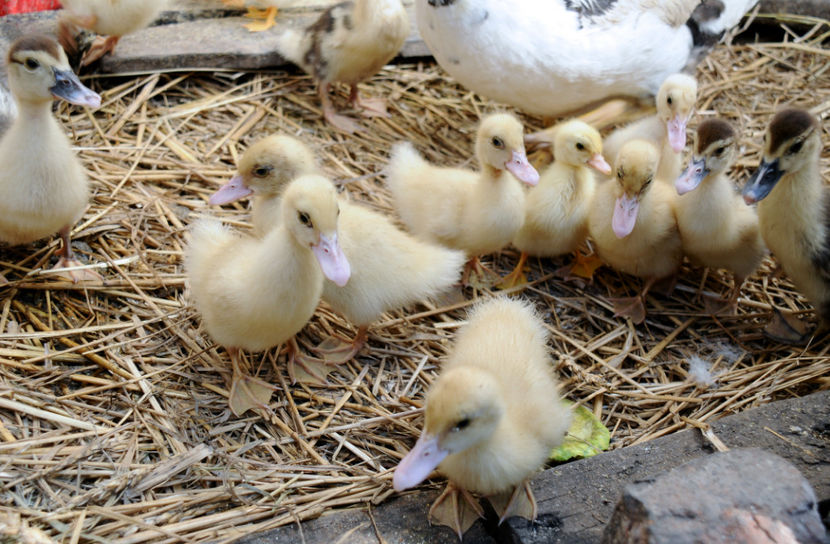  - 04 Rate lesesti 2020