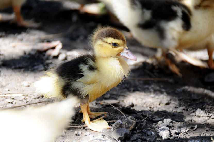  - 04 Rate lesesti 2020