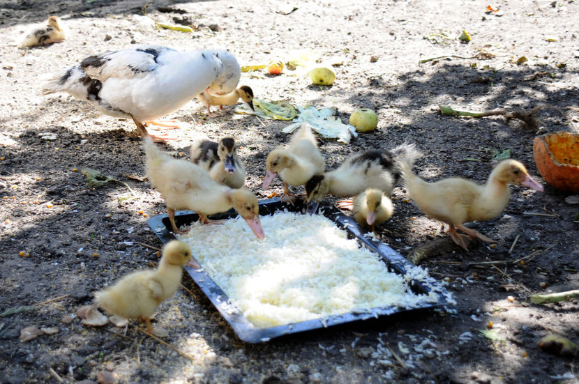  - 04 Rate lesesti 2020