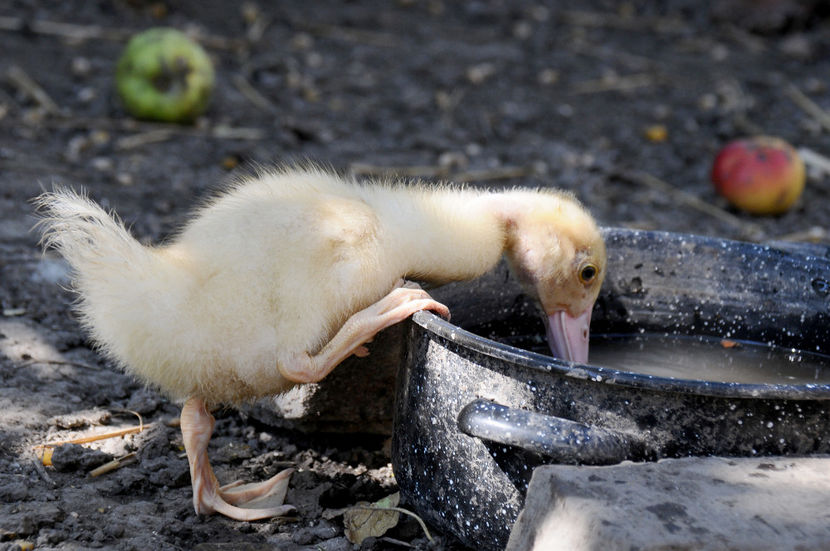  - 04 Rate lesesti 2020