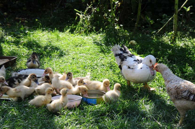  - 04 Rate lesesti 2020