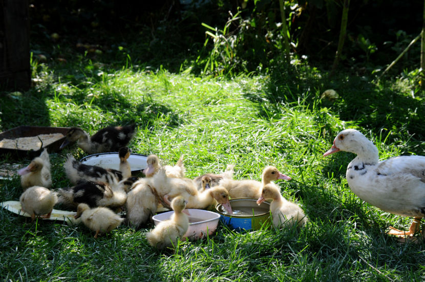  - 04 Rate lesesti 2020